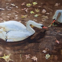Autumn Swans – Animals, Birds and Plants Art Gallery – Painting by Woking Surrey Artist David Harmer