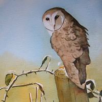 Barn Owl – Watercolour Painting – Art by Woking Surrey Artist David Harmer