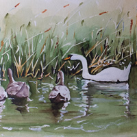 Swan Family on the Basingstoke Canal – Surrey Art Gallery – Painting by Woking Surrey Artist David Harmer