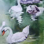 Swans on Basingstoke Canal – Watercolour Art by Woking Surrey Artist David Harmer