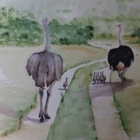 The Ostrich Family – Animals, Birds and Plants Art Gallery – Painting by Woking Surrey Artist David Harmer
